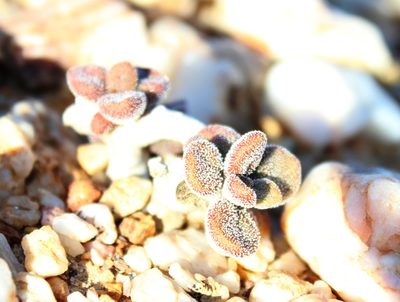 Tylecodon pygmaeus, photographed by Tony Rebelo