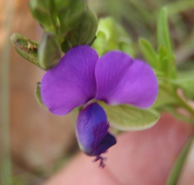 Polygala rehmannii, photographed by Nicola van Berkel