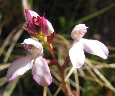 Disa caulescens, photographed by douglaseustonbrown