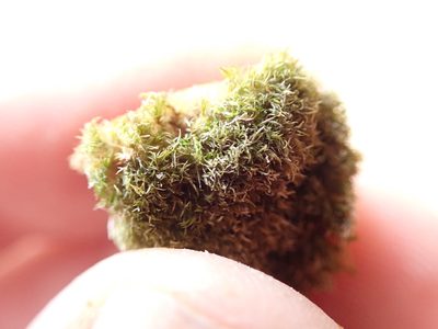 Eucladium verticillatum, photographed by Randal