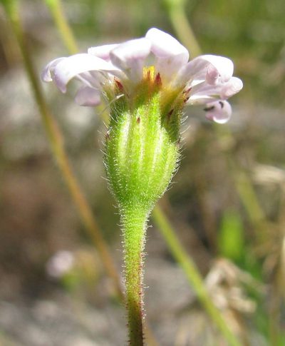 Zyrphelis lasiocarpa, photographed by douglaseustonbrown