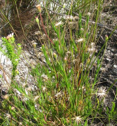 Zyrphelis lasiocarpa, photographed by douglaseustonbrown
