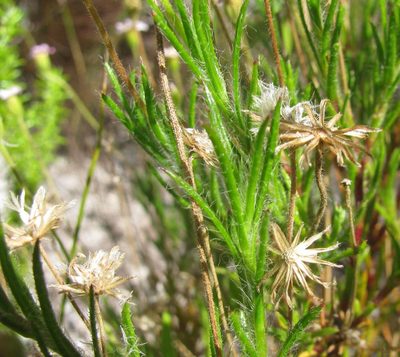 Zyrphelis lasiocarpa, photographed by douglaseustonbrown