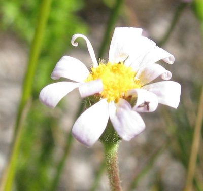 Zyrphelis lasiocarpa, photographed by douglaseustonbrown