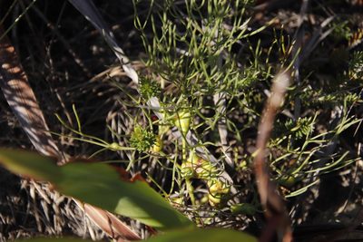 Nanobubon strictum, photographed by Tony Rebelo