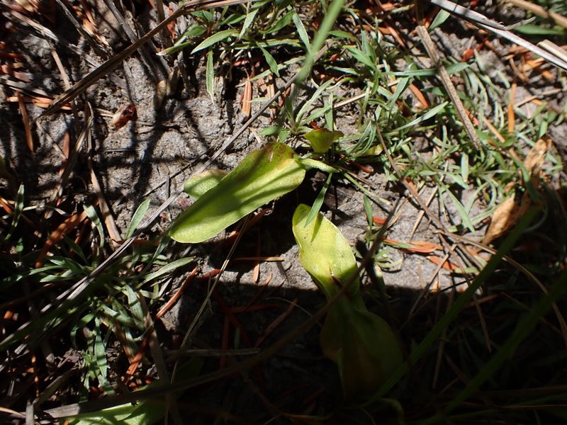 Ophioglossum pusillum, photographed by Randal