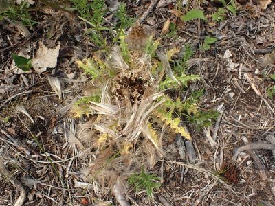 Cirsium drummondii, photographed by Mary Krieger
