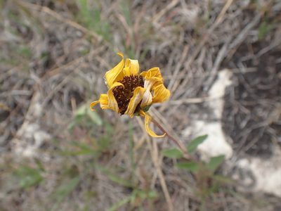 Helianthus pauciflorus, photographed by Mary Krieger