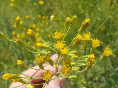 Senecio isatidioides, photographed by Nicola van Berkel