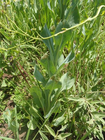 Senecio isatidioides, photographed by Nicola van Berkel