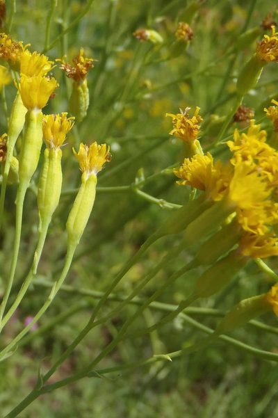 Senecio isatidioides, photographed by Nicola van Berkel