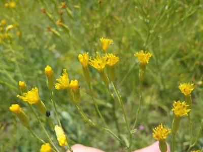 Senecio isatidioides, photographed by Nicola van Berkel