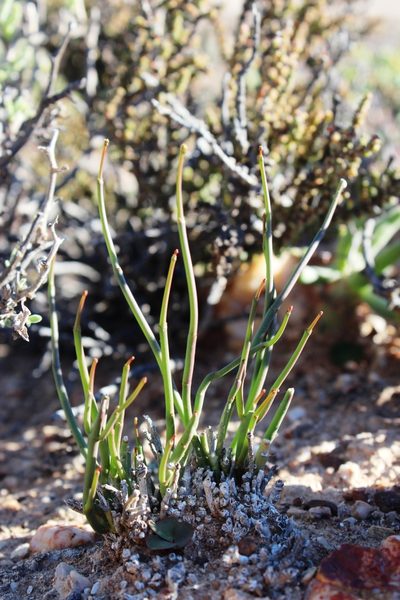 Euphorbia exilis, photographed by Tony Rebelo