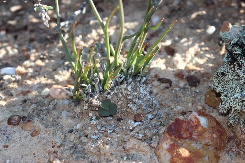Euphorbia exilis, photographed by Tony Rebelo