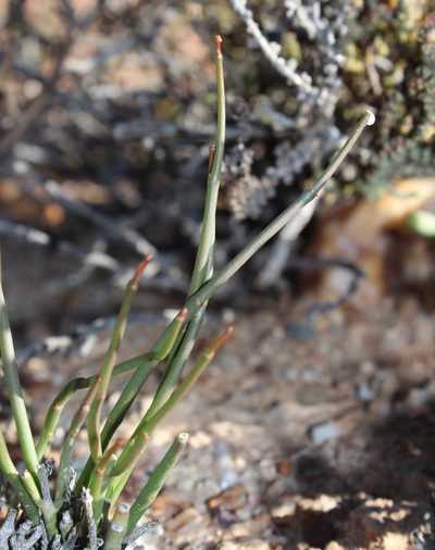 Euphorbia exilis, photographed by Tony Rebelo