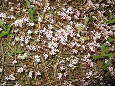 Sedum arenarium, photographed by José Luis Camaño
