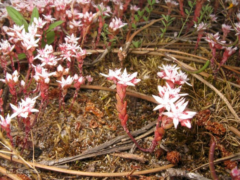Sedum arenarium, photographed by José Luis Camaño