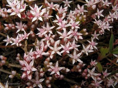 Sedum arenarium, photographed by José Luis Camaño