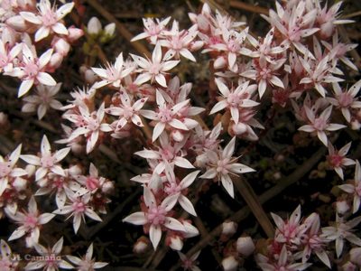 Sedum arenarium, photographed by José Luis Camaño