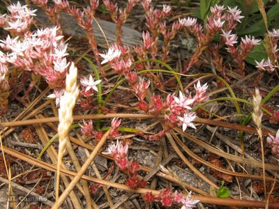 Sedum arenarium, photographed by José Luis Camaño