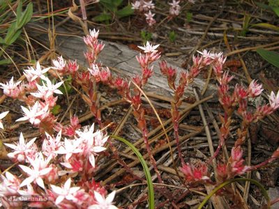 Sedum arenarium, photographed by José Luis Camaño