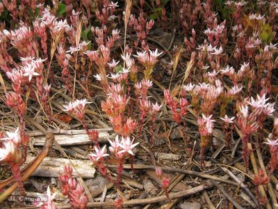 Sedum arenarium, photographed by José Luis Camaño
