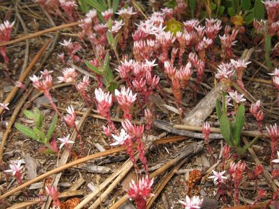 Sedum arenarium, photographed by José Luis Camaño