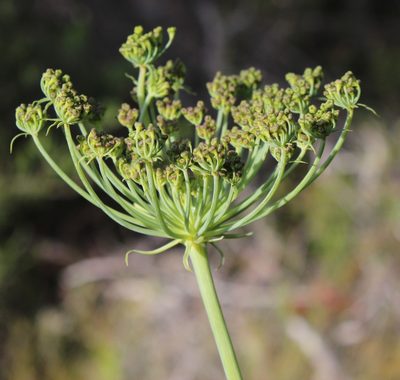Notobubon laevigatum, photographed by Tony Rebelo