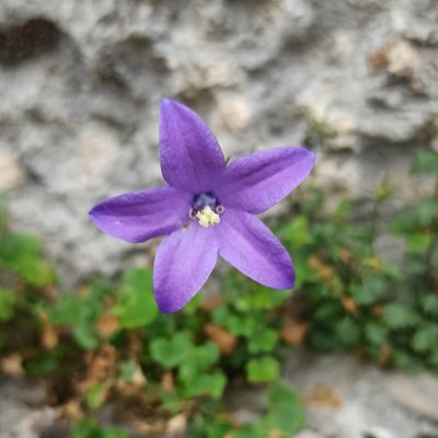 Campanula arvatica, photographed by Eric Toro Delgado