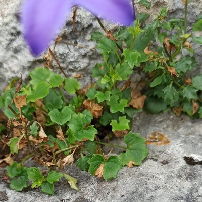 Campanula arvatica, photographed by Eric Toro Delgado