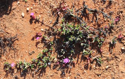 Hallianthus planus, photographed by Tony Rebelo