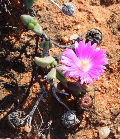 Hallianthus planus, photographed by Tony Rebelo