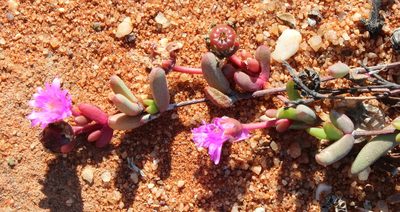 Hallianthus planus, photographed by Tony Rebelo