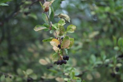 Crataegus douglasii, photographed by Steven Bodzin