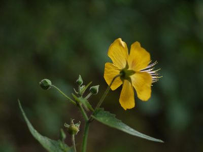Abutilon persicum, photographed by Dinesh Valke