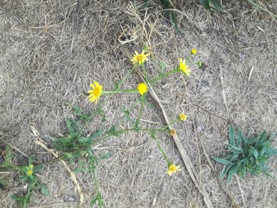 Jacobaea erratica, photographed by Andrea Meucci