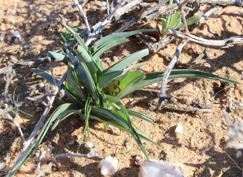 Colchicum albomarginatum, photographed by Tony Rebelo