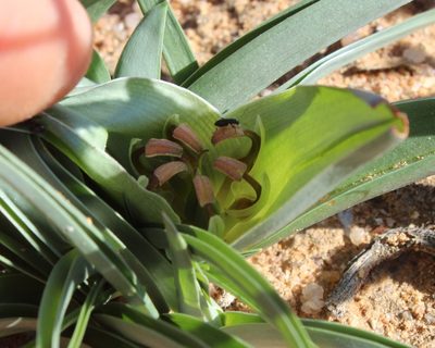 Colchicum albomarginatum, photographed by Tony Rebelo