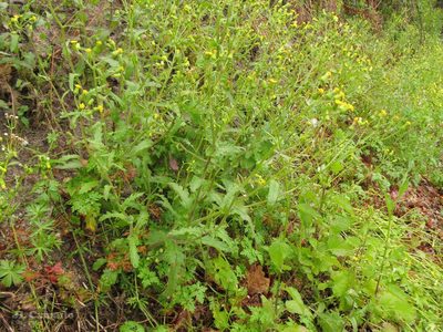 Senecio lividus, photographed by José Luis Camaño