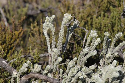 Gnidia imbricata, photographed by Tony Rebelo