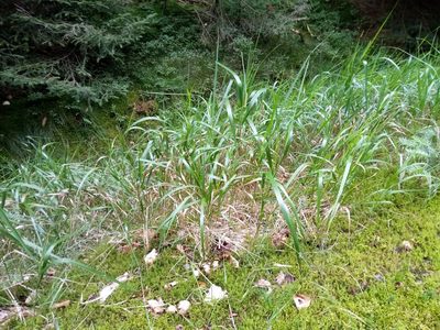 Calamagrostis villosa, photographed by Vladimír Fuka