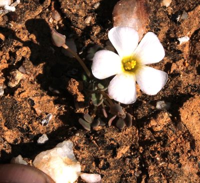 Oxalis lichenoides, photographed by Tony Rebelo