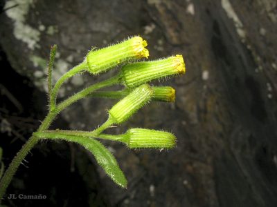 Senecio lividus, photographed by José Luis Camaño