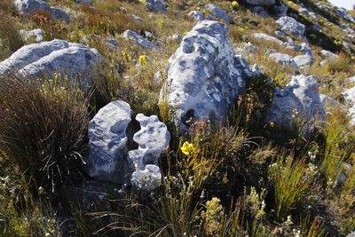 Cyclopia galioides, photographed by Tony Rebelo