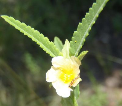 Sida alba, photographed by Nicola van Berkel