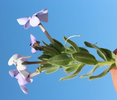 Jamesbrittenia fruticosa, photographed by Tony Rebelo