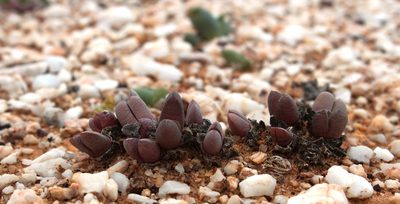 Cephalophyllum spissum, photographed by Tony Rebelo