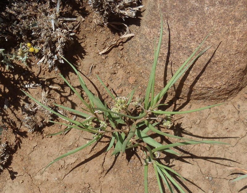 Stenostelma capense, photographed by Nicola van Berkel