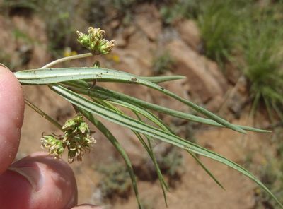 Stenostelma capense, photographed by Nicola van Berkel
