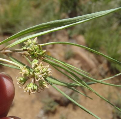 Stenostelma capense, photographed by Nicola van Berkel